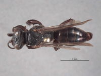 Image of Larropsis deserta