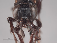 Larropsis deserta image