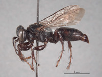 Larropsis deserta image