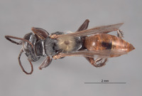 Larropsis interocularis image