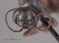 Larropsis interocularis image