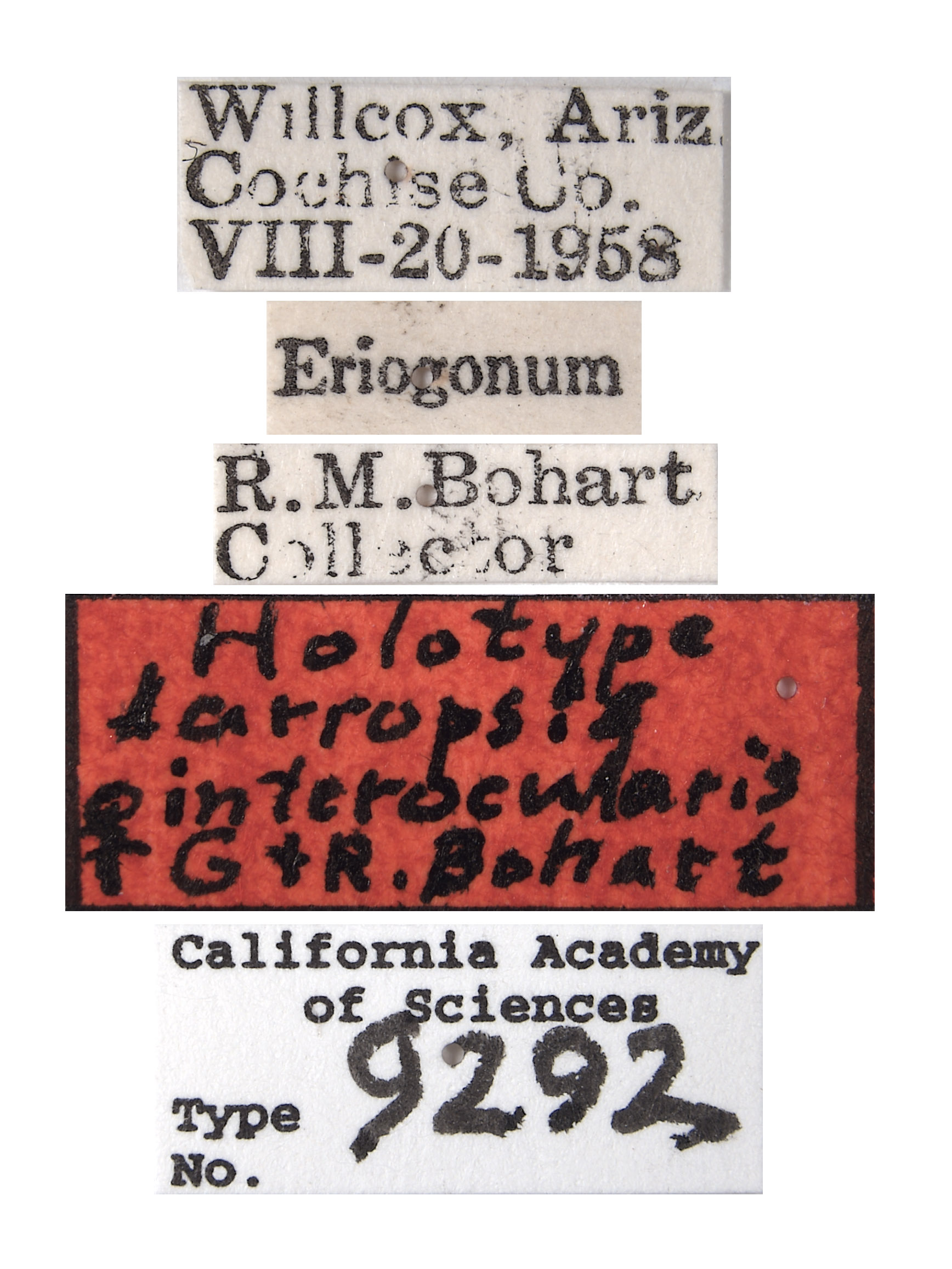 Larropsis interocularis image