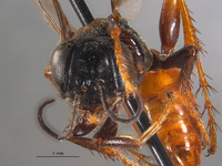 Larropsis lucida image