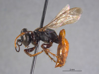 Larropsis lucida image