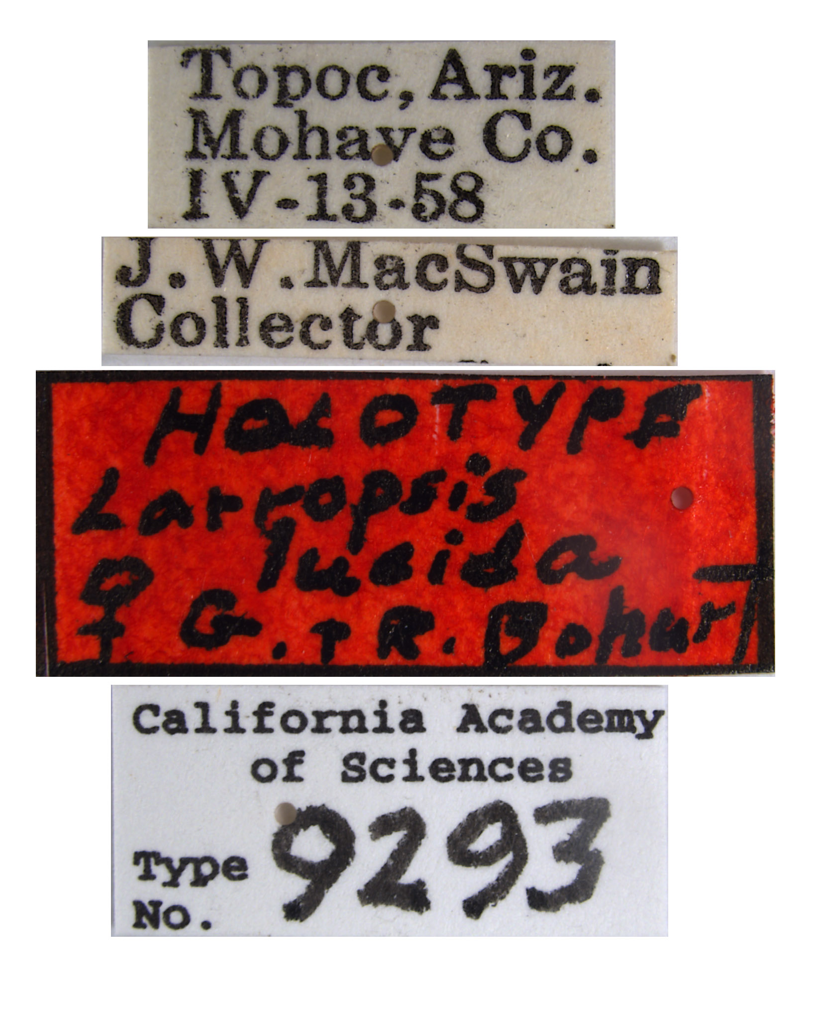 Larropsis lucida image