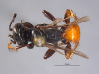 Image of Larropsis lucida