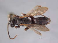 Image of Larropsis sericea