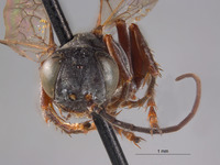 Larropsis sericea image