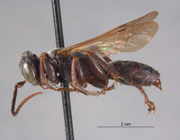 Larropsis sericea image