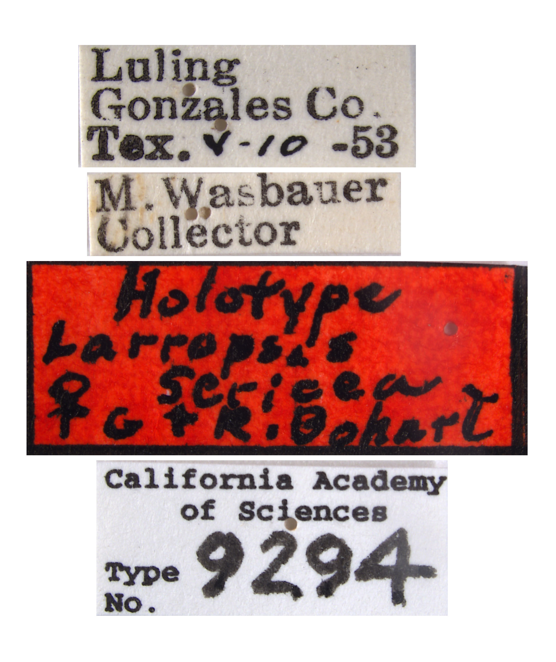 Larropsis sericea image