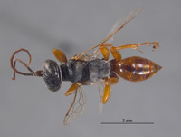 Larropsis snowi image