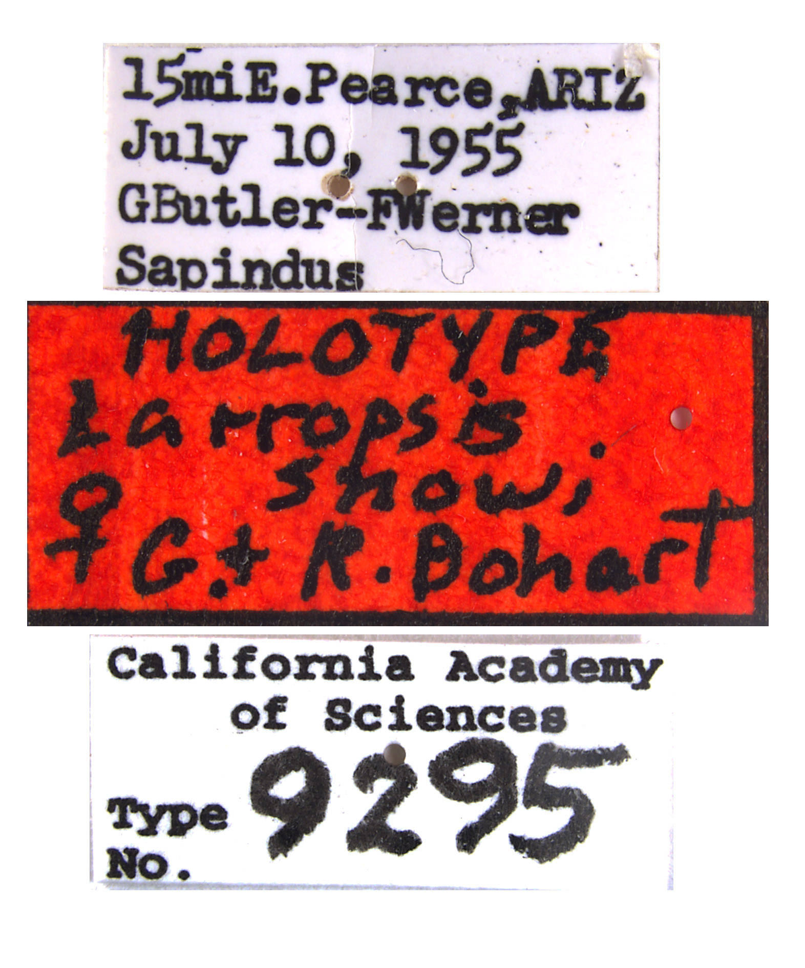 Larropsis snowi image