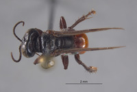 Larropsis striata image