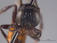 Image of Larropsis striata