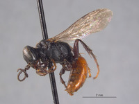 Larropsis striata image