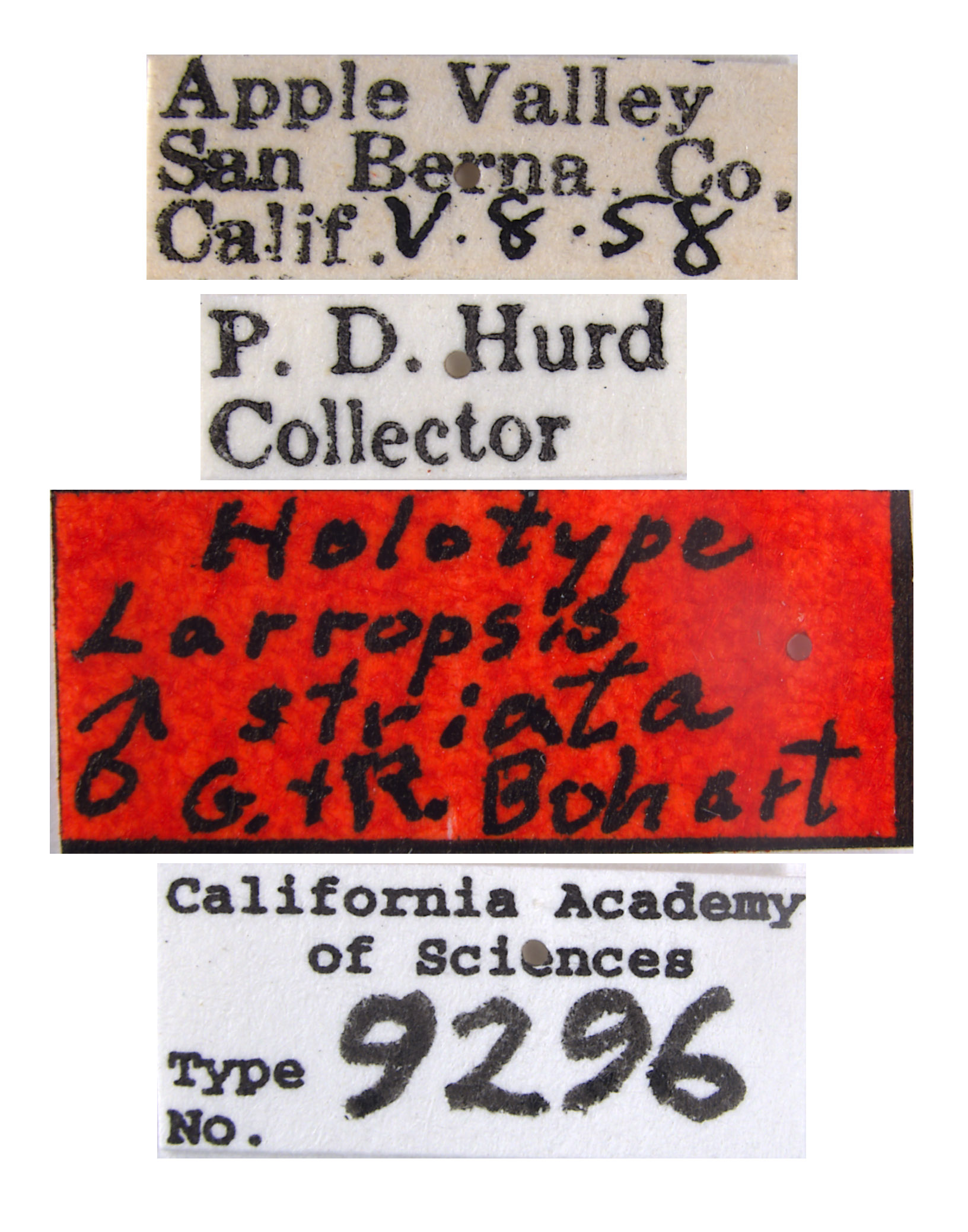 Larropsis striata image