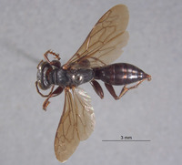 Larropsis uniformis image
