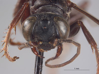 Image of Larropsis uniformis