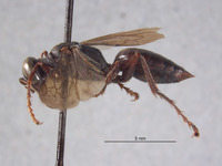 Larropsis uniformis image