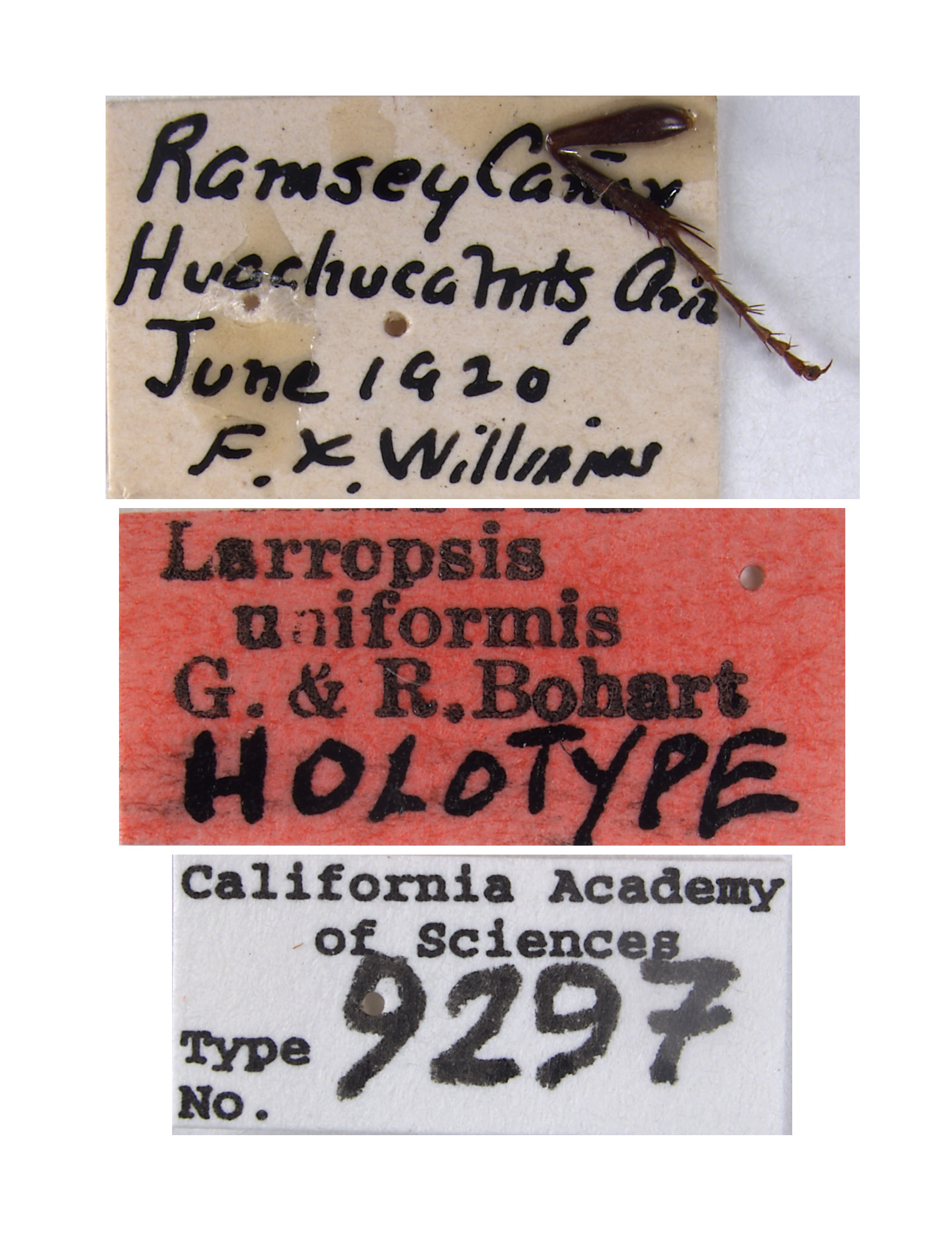 Larropsis uniformis image