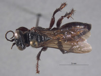 Larropsis washoensis image