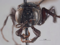 Larropsis washoensis image