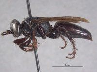 Image of Larropsis washoensis