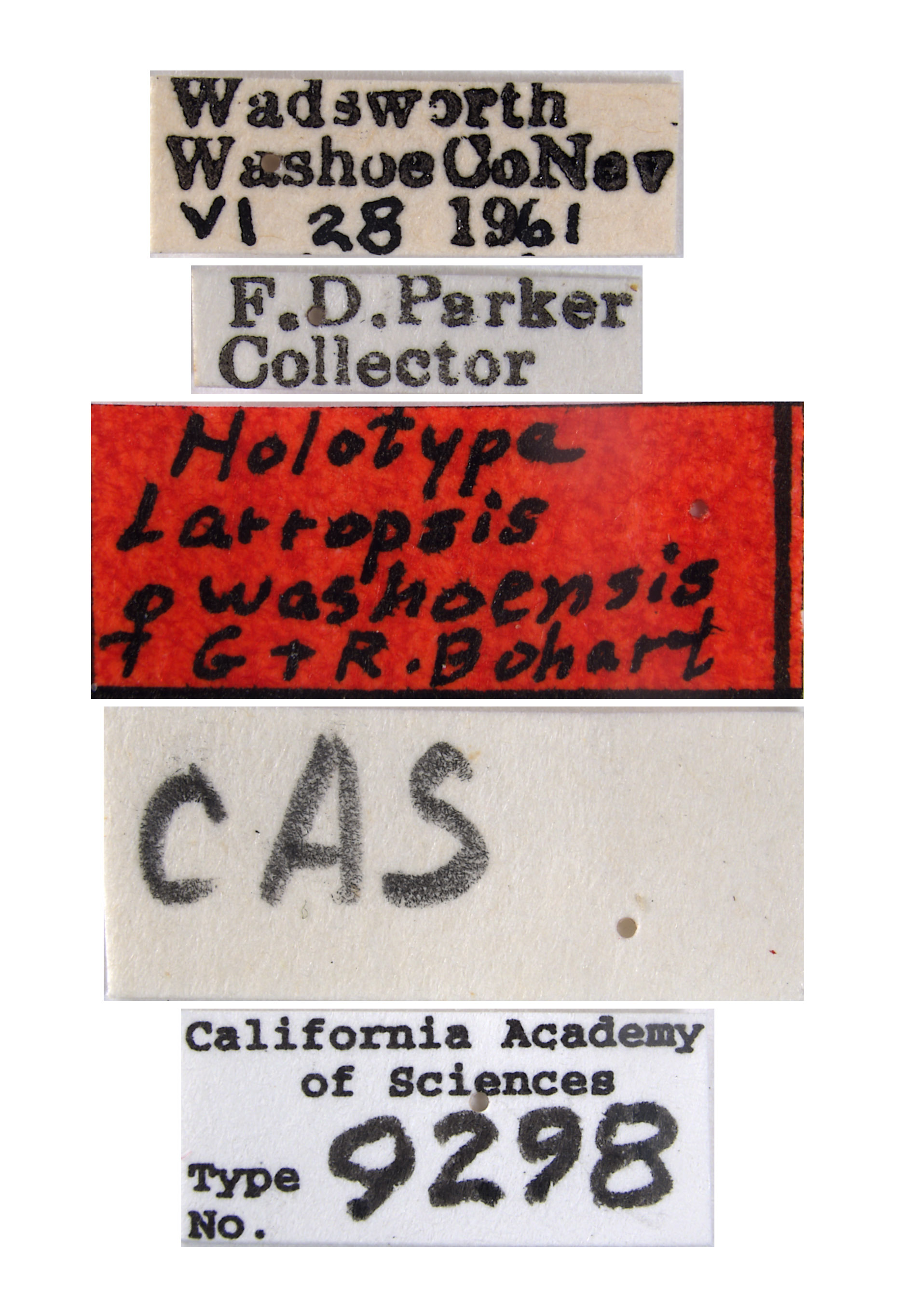 Larropsis washoensis image