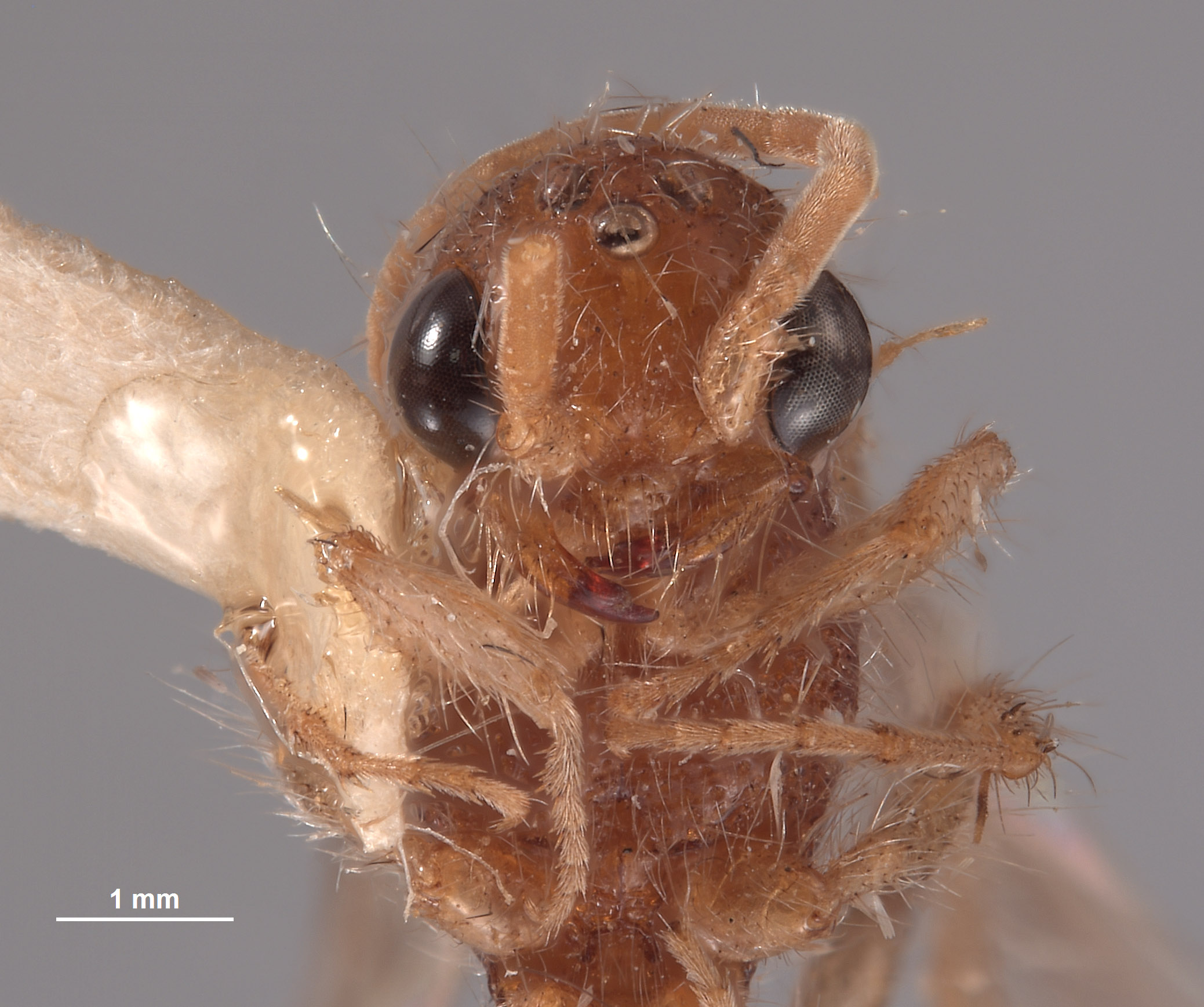 Chyphotes sonorus image