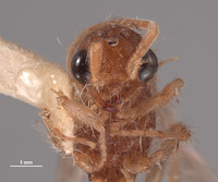 Chyphotes sonorus image