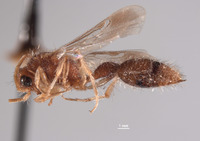 Chyphotes sonorus image