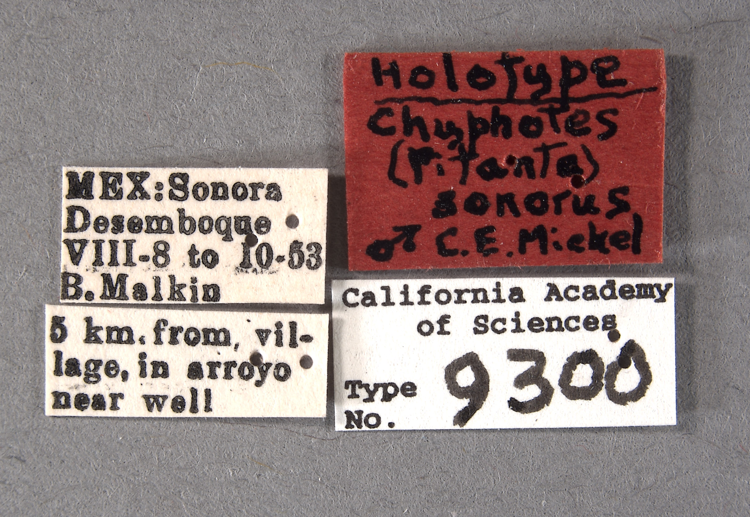 Chyphotes sonorus image