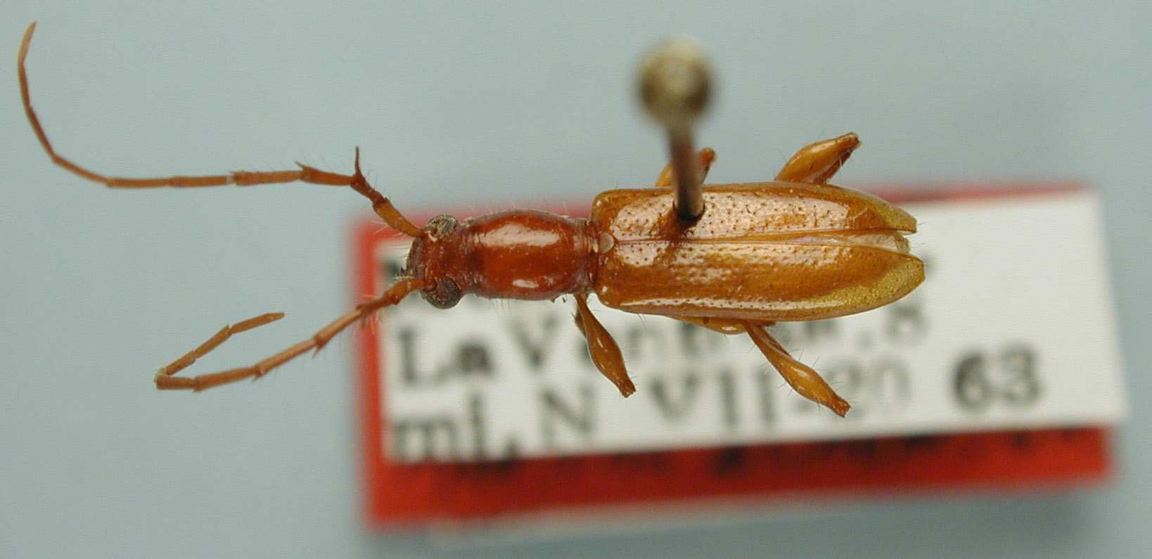 Micropsyrassa glabrata image