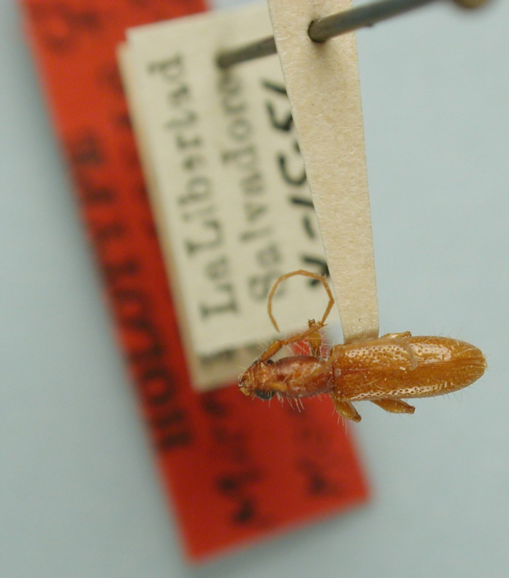 Micropsyrassa minima image