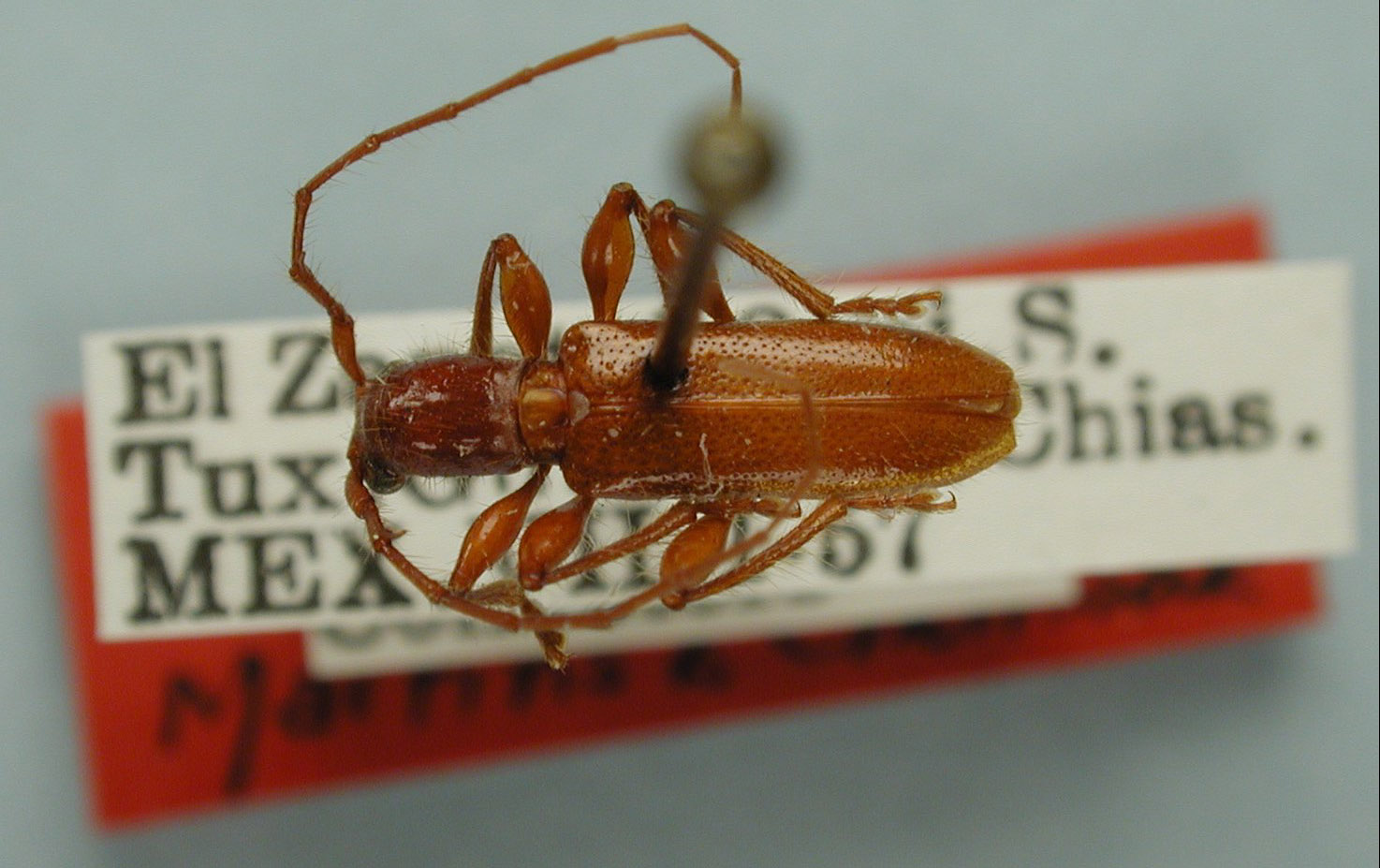 Micropsyrassa nitida image