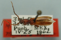 Image of Micropsyrassa opaca