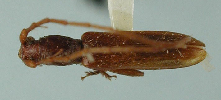 Micropsyrassa opaca image