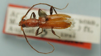 Micropsyrassa reticulata image
