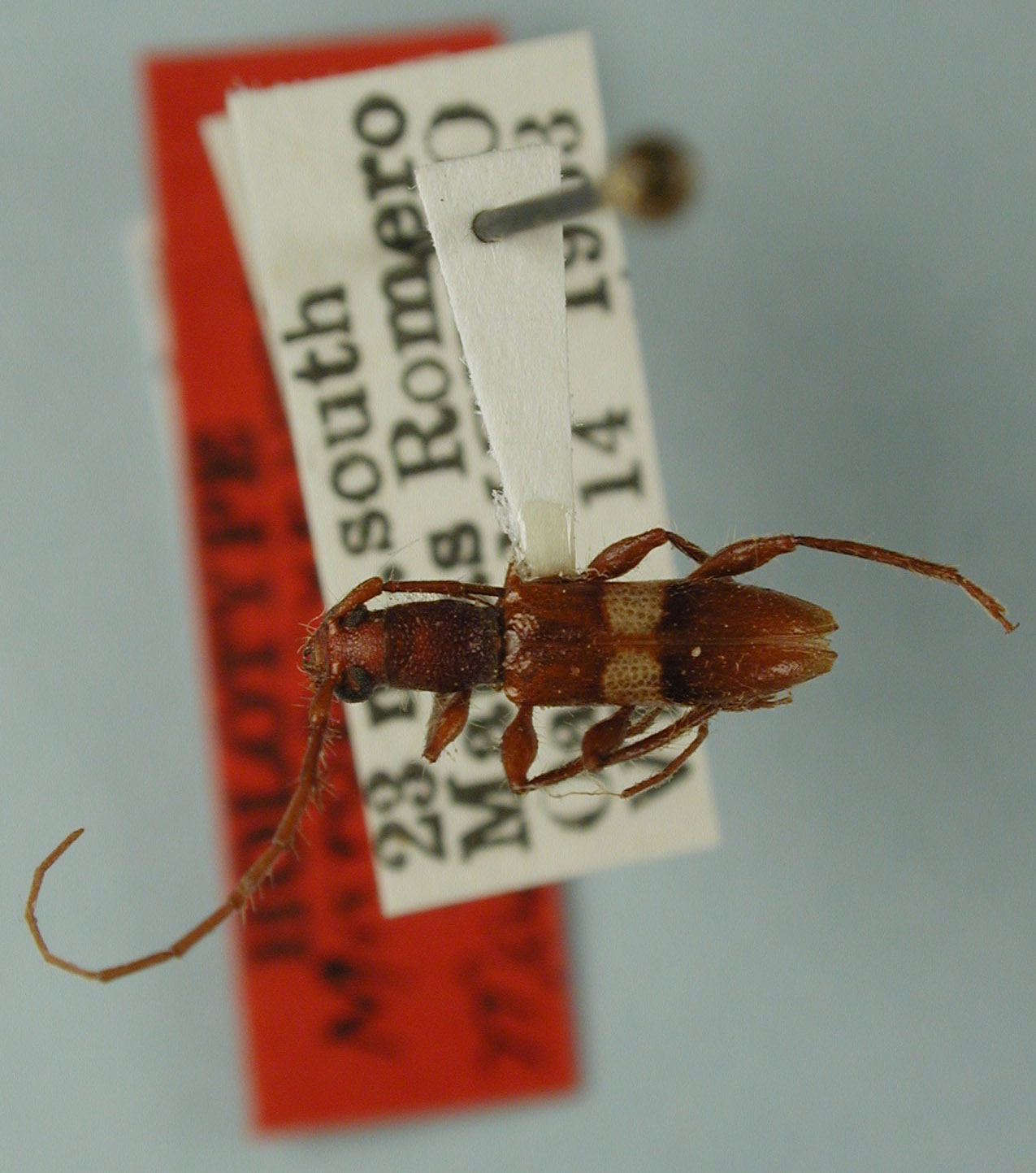 Micropsyrassa stellata image