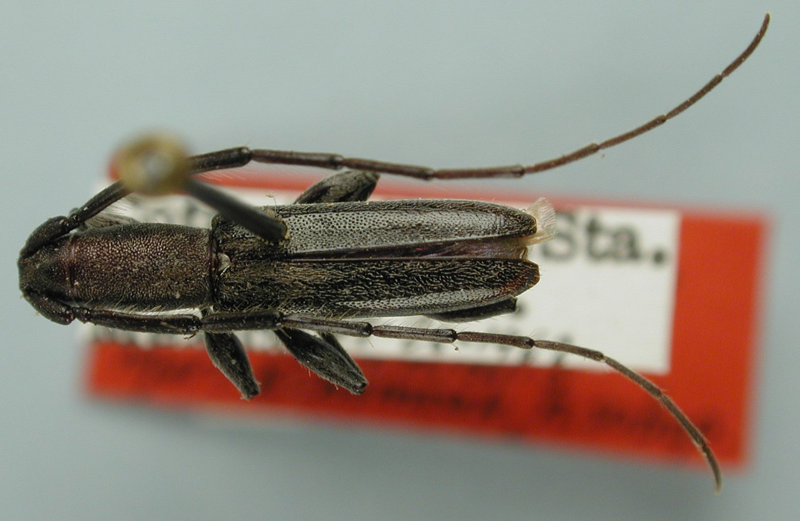 Neocompsa puncticollis orientalis image