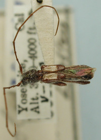 Molorchus bimaculatus image