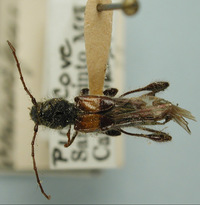 Molorchus bimaculatus image