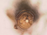 Image of Boreus brevicaudus