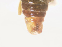 Boreus brevicaudus image