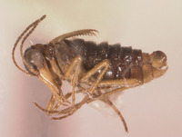 Boreus brevicaudus image