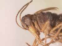 Boreus brevicaudus image