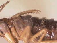 Boreus brevicaudus image