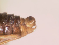 Boreus brevicaudus image