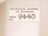 Boreus brevicaudus image