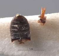 Amecocerus larsoni image